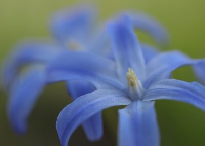 Vroege sterhyacint (Scilla bifolia) | Vorden, kasteel Hackfort