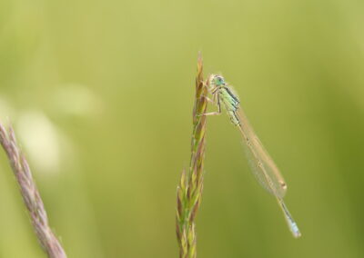 Waterjuffer | Bornerbroek, De Doorbraak