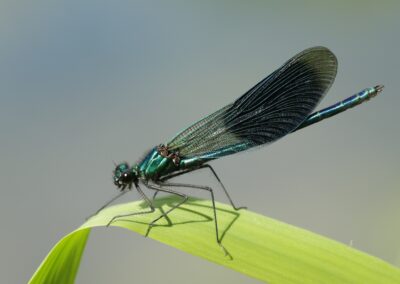 Weidebeekjuffer | Neede, natuurgebied 't Vleer