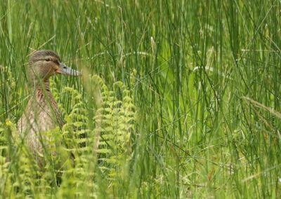 Wilde eend in haar eentje | Amstelveen J.P. Thijssepark