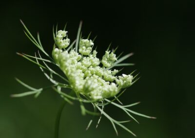 Wilde peen (Daucus carota) | La Grave (Fr)