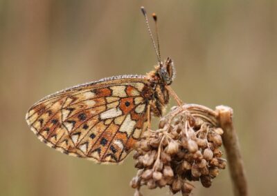 Zilveren maan | Lemelerveld