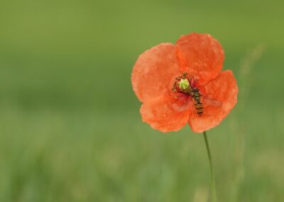 Zweefvlieg op klaproos | Neede, natuurgebied ’t Vleer