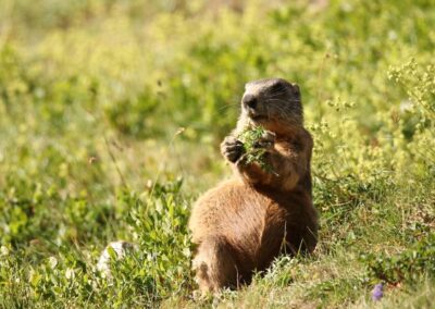 Alpenmarmot | Col-de-Lautaret-(Fr)