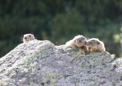 Alpenmarmot | Col-de-Lautaret-(Fr)