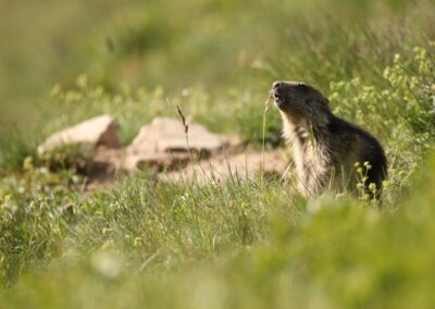 Alpenmarmot | Col-de-Lautaret-(Fr)