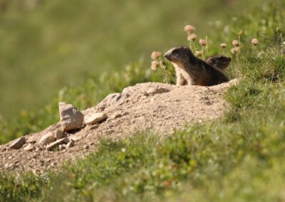 Alpenmarmot | Col-de-Lautaret-(Fr)