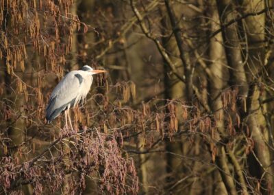 Blauwe reiger | Isselburg (D)