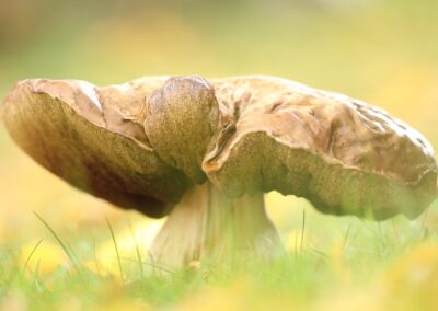 Eekhoorntjesbrood | Delden, landgoed Twickel