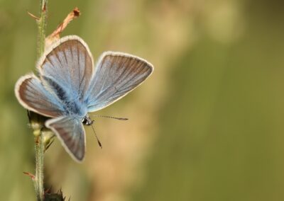 Blauwtje | Alpe d'Huez (Fr)