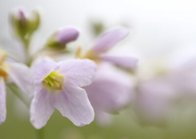 Pinksterbloem | Weerselo, kanaal Almelo-Nordhorn