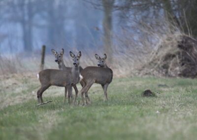 Reeënsprong in de avondschemering | Markelo