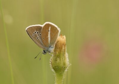 Witstreepblauwtje | La Grave (Fr)